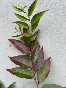 Kiścień Waltera, kiścień wawrzynowy (Leucothoe walteri) Rainbow zdjęcie 1